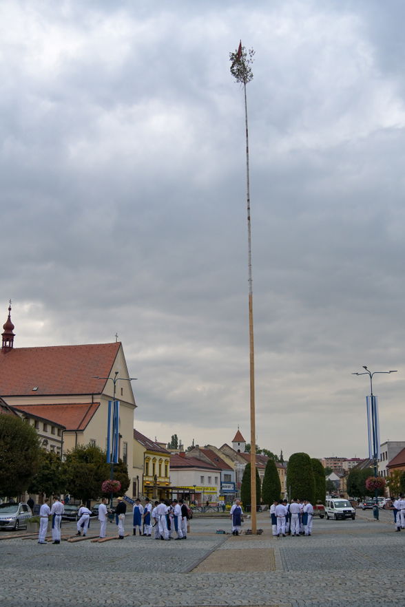 Kácení máje stavěnou k příležitosti 900 let města