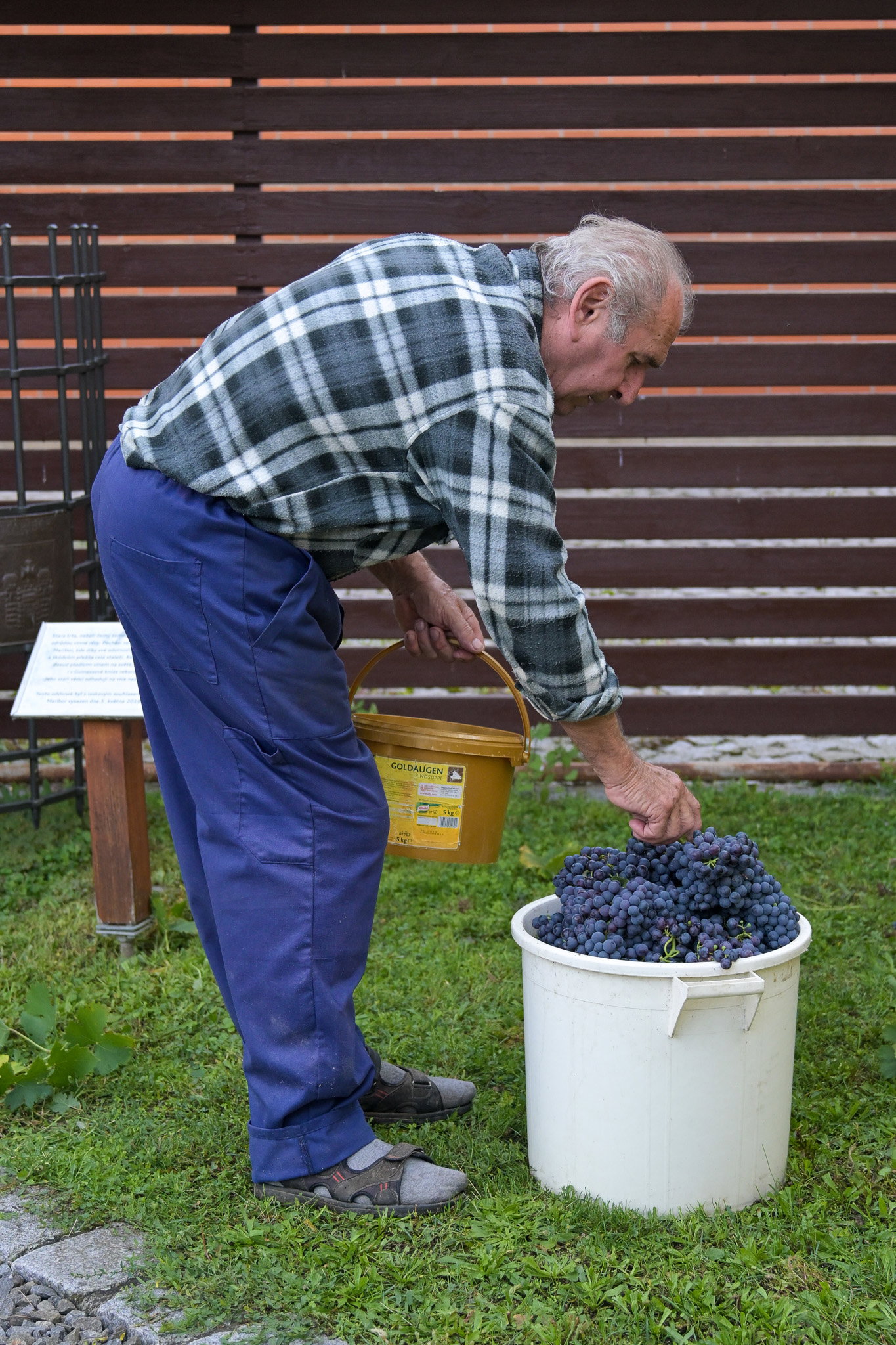 Vinobraní z legendární Staré trty