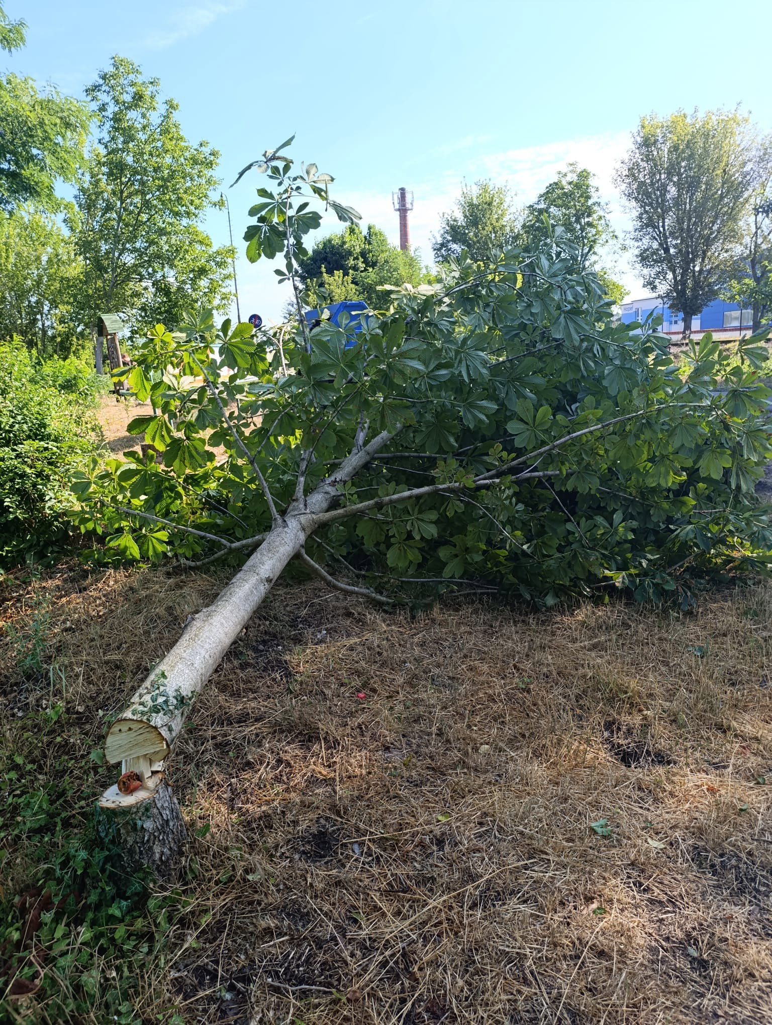 Vandal pokácel strom na Mutěnce přímo na lavičku