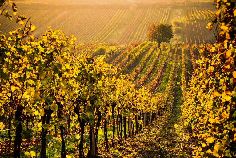 Moravian Tuscany (018 of 21)