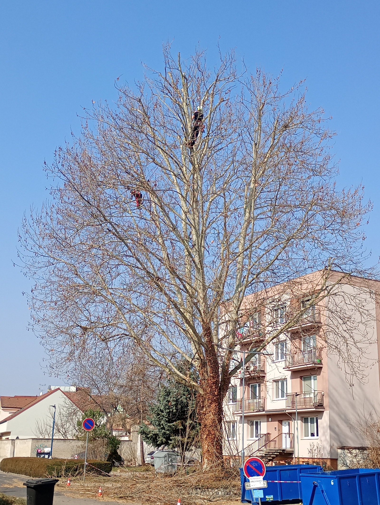 Proběhlo odborné arboristické ošetření vybraných stromů