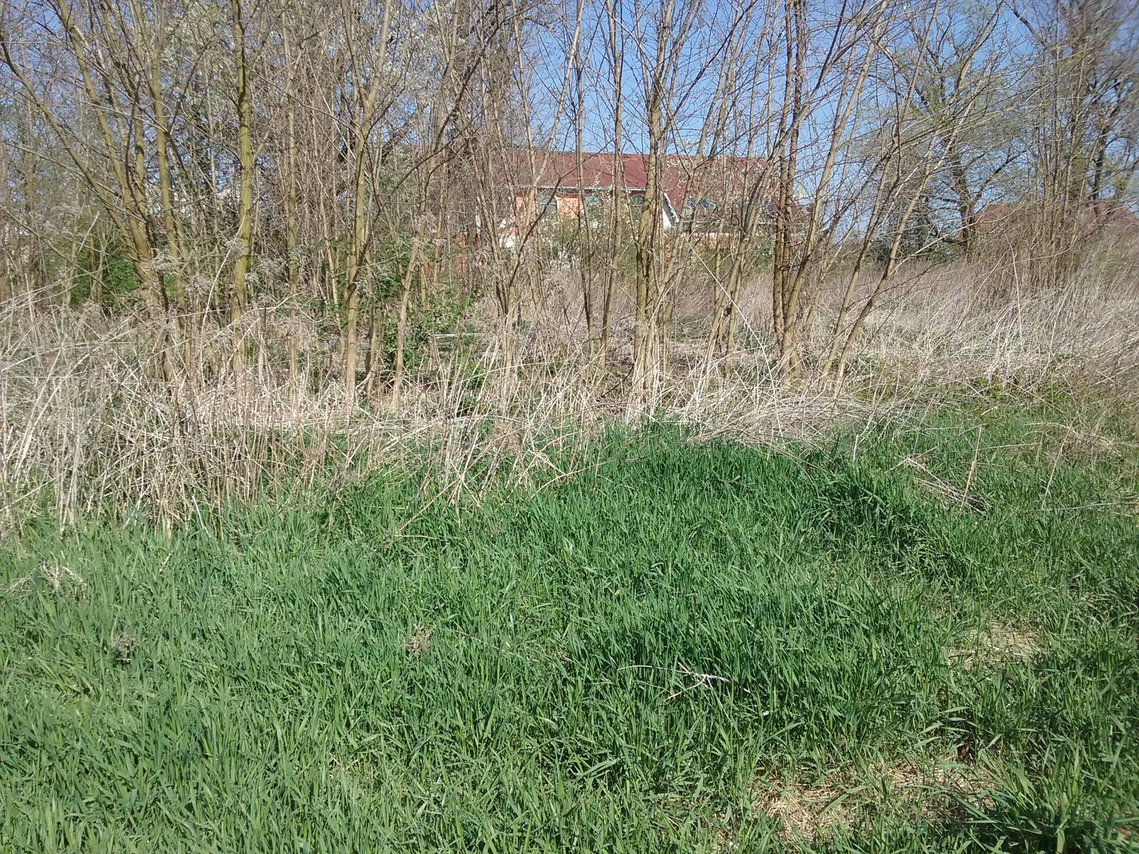 Image (20)