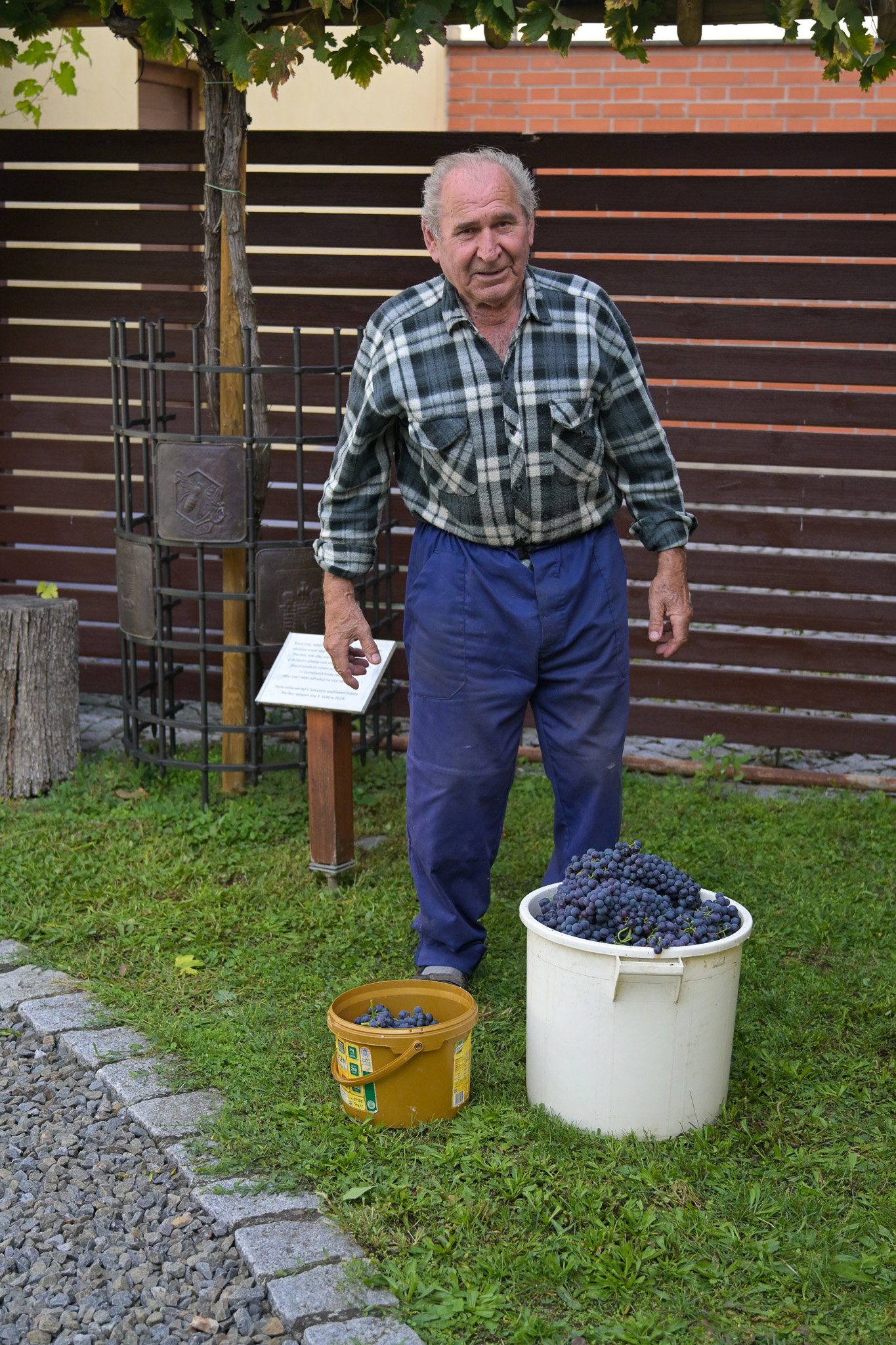 Vinobraní z legendární Staré trty