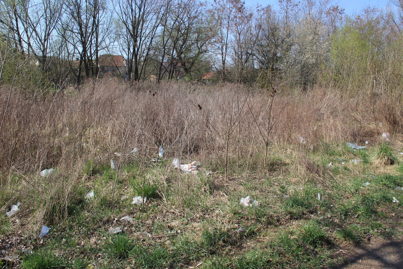 Image (17)