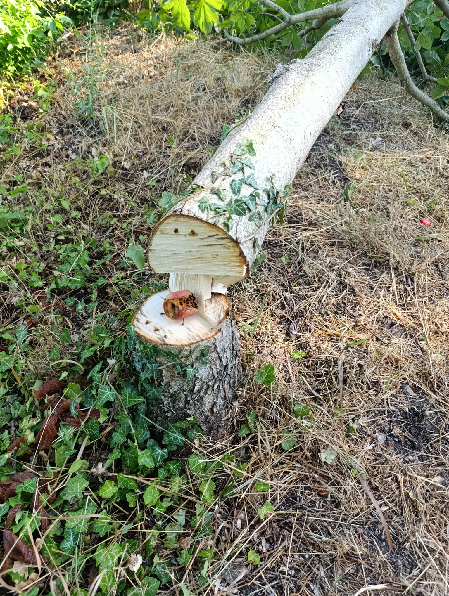 Vandal pokácel strom na Mutěnce přímo na lavičku