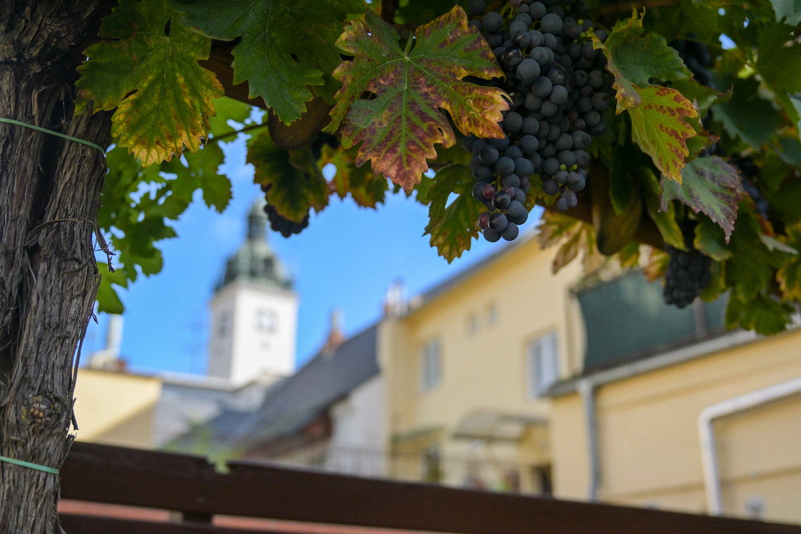 Vinobraní z legendární Staré trty