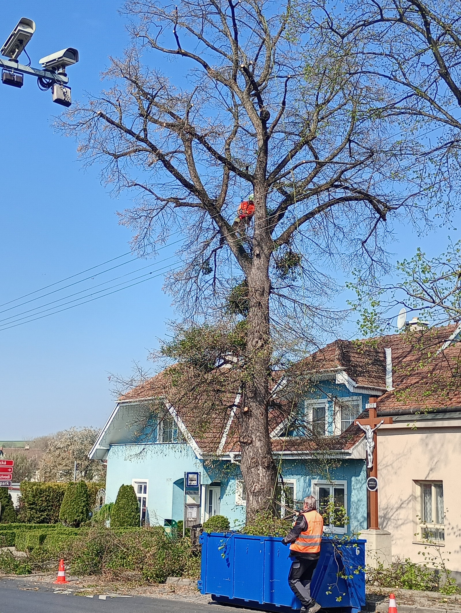 Proběhlo odborné arboristické ošetření vybraných stromů