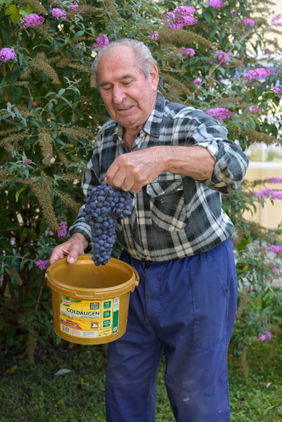 Vinobraní z legendární Staré trty