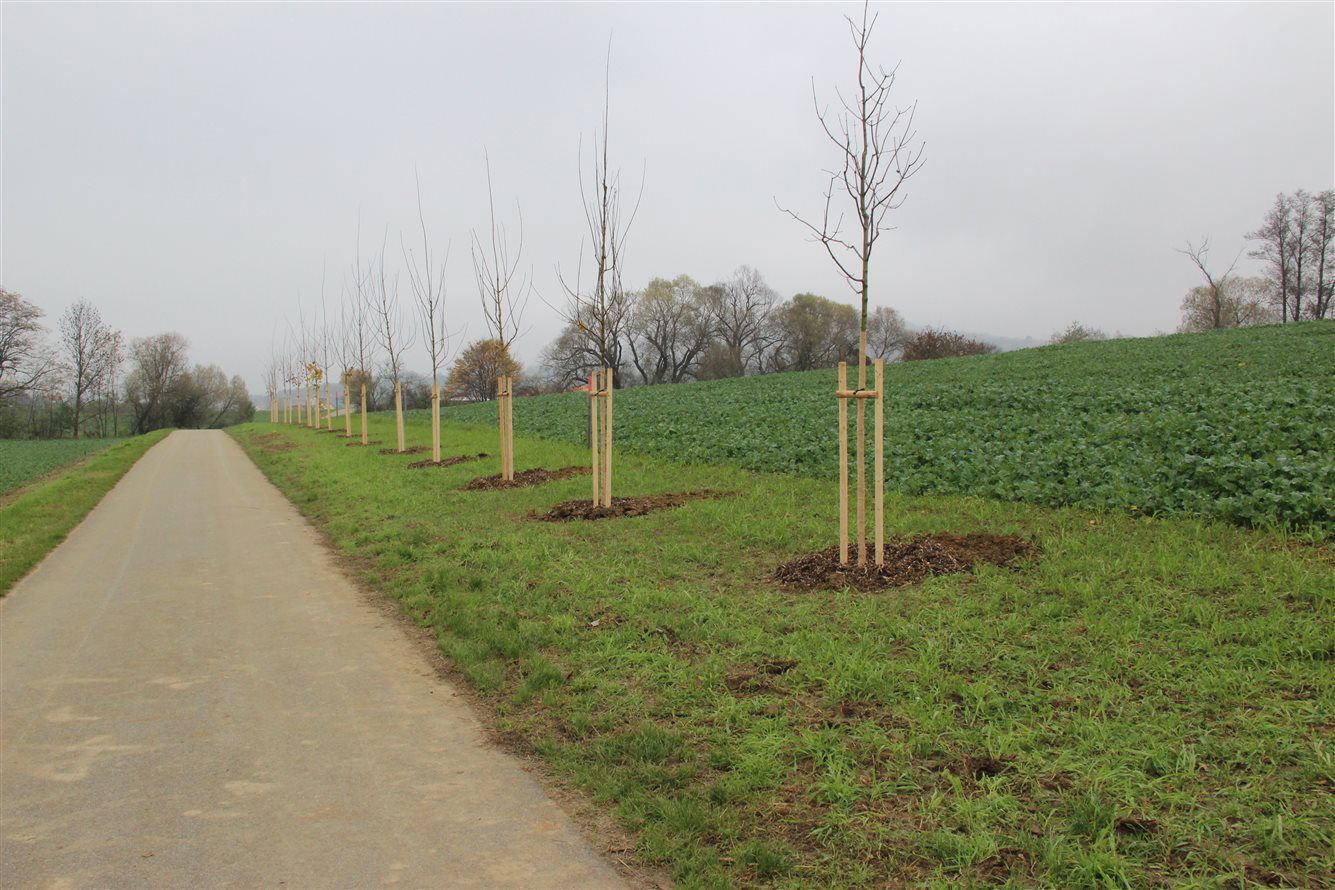 Alej života - cyklostezka směr Bohuslavice