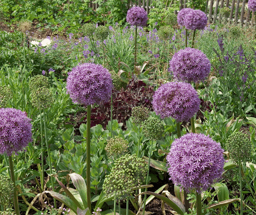 Bulbs-to-Plant-in-the-Spring-for-Amazing-Summer-Blooms-hmf