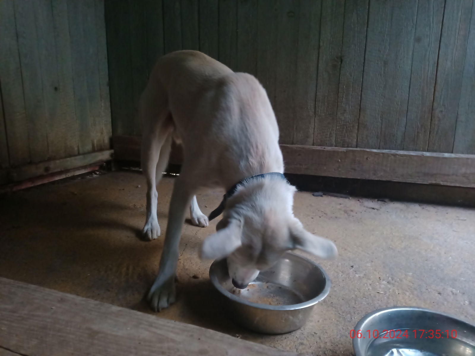 IMG_20241006_173256_264