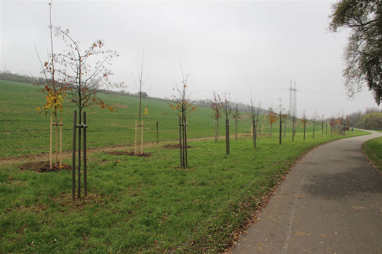 Alej života - cyklostezka směr Bohuslavice
