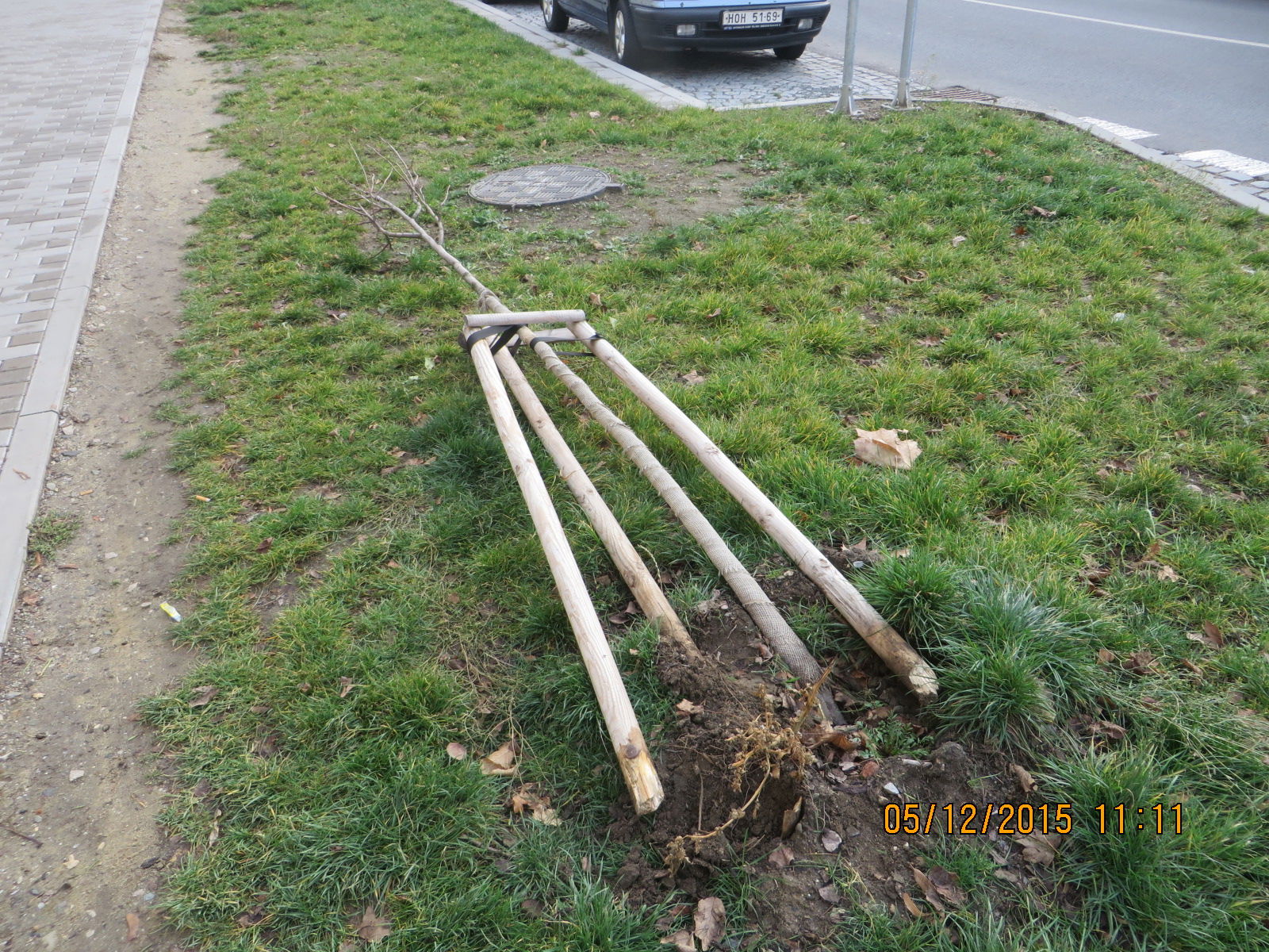 Ohnutý stromek u fary