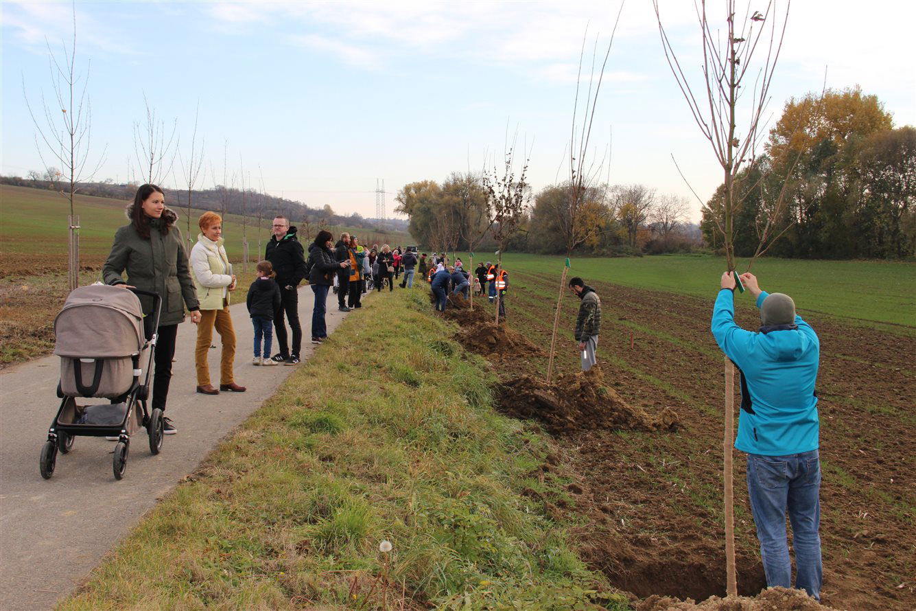 Kyjovská alej života