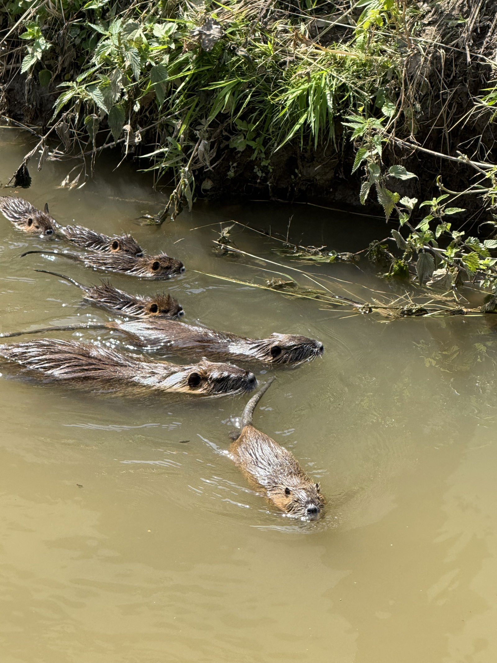 str3-Krmení nutrií může škodit zvířatům i lidem