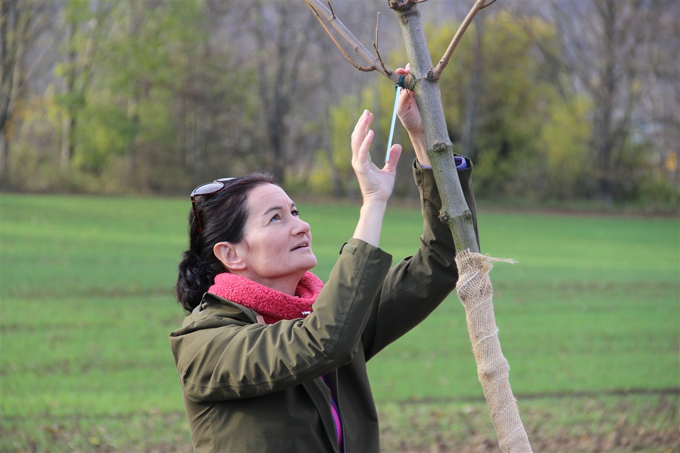 Kyjovská alej života